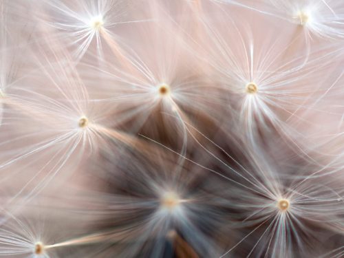 How to reduce hay fever symptoms
